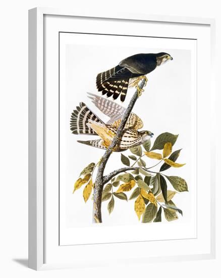 Audubon: Hawk-John James Audubon-Framed Giclee Print