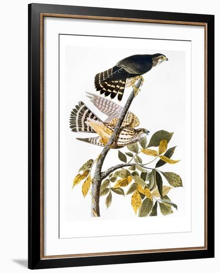 Audubon: Hawk-John James Audubon-Framed Giclee Print