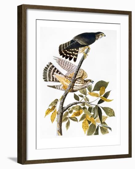 Audubon: Hawk-John James Audubon-Framed Giclee Print