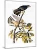 Audubon: Hawk-John James Audubon-Mounted Giclee Print