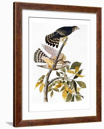 Audubon: Hawk-John James Audubon-Framed Giclee Print