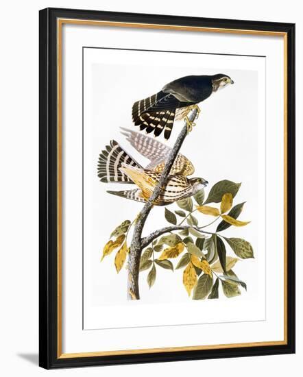 Audubon: Hawk-John James Audubon-Framed Giclee Print