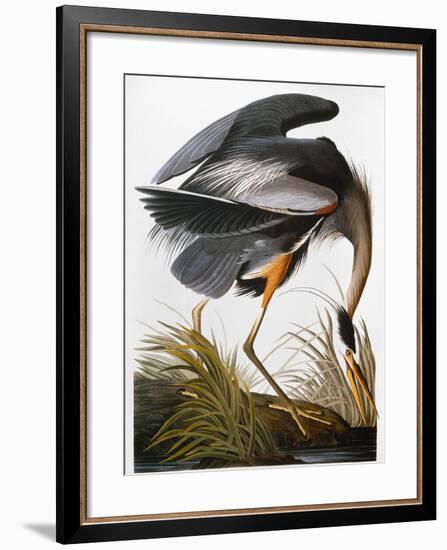 Audubon: Heron-John James Audubon-Framed Premium Giclee Print