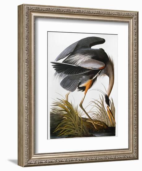 Audubon: Heron-John James Audubon-Framed Giclee Print