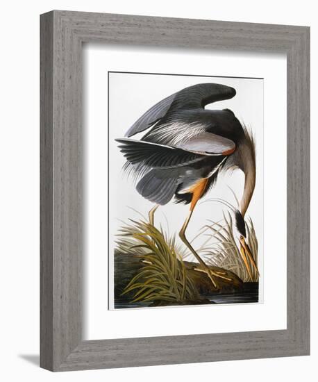 Audubon: Heron-John James Audubon-Framed Giclee Print