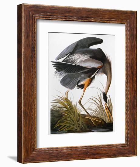 Audubon: Heron-John James Audubon-Framed Giclee Print