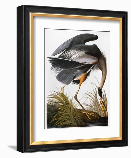 Audubon: Heron-John James Audubon-Framed Giclee Print