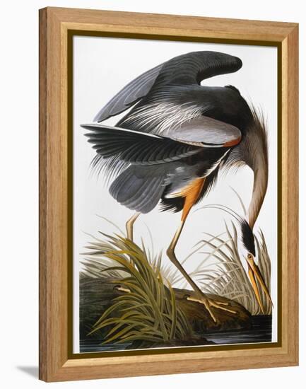 Audubon: Heron-John James Audubon-Framed Premier Image Canvas