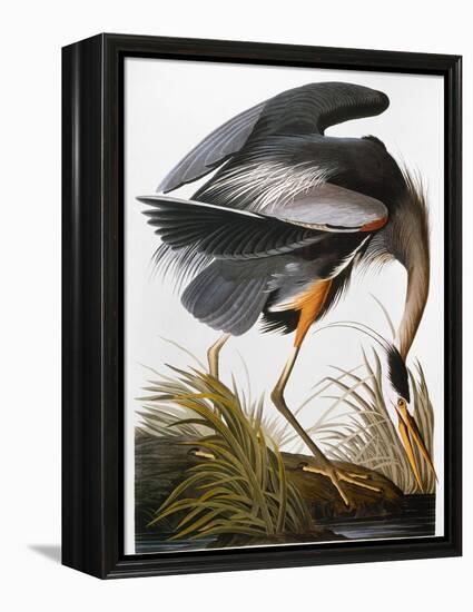 Audubon: Heron-John James Audubon-Framed Premier Image Canvas