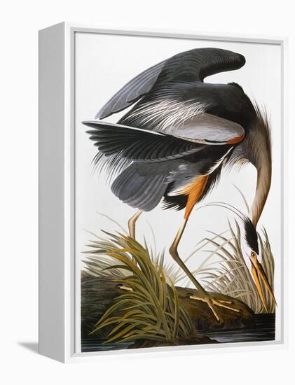 Audubon: Heron-John James Audubon-Framed Premier Image Canvas