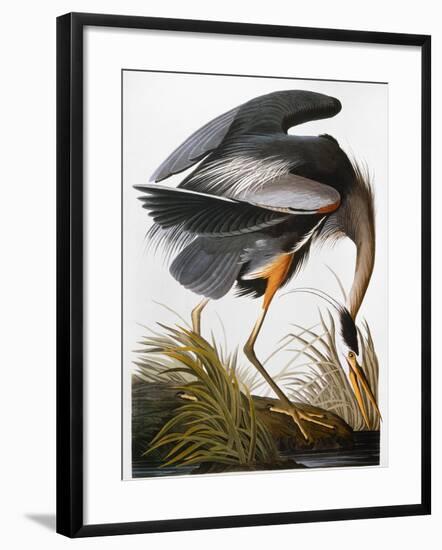 Audubon: Heron-John James Audubon-Framed Giclee Print