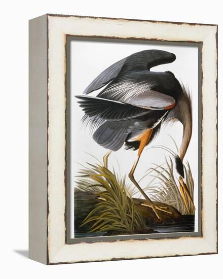 Audubon: Heron-John James Audubon-Framed Premier Image Canvas