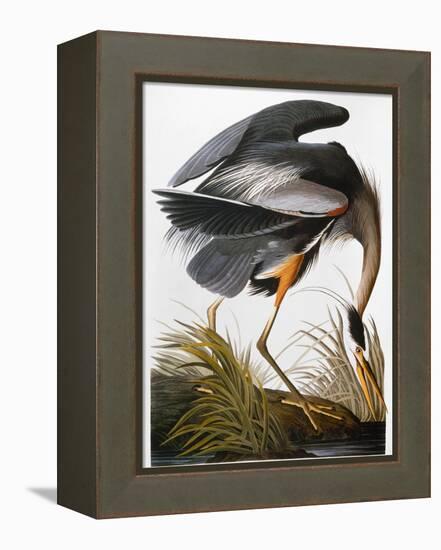 Audubon: Heron-John James Audubon-Framed Premier Image Canvas