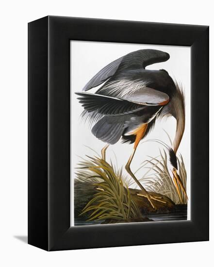 Audubon: Heron-John James Audubon-Framed Premier Image Canvas