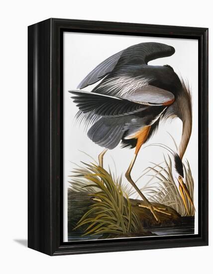 Audubon: Heron-John James Audubon-Framed Premier Image Canvas