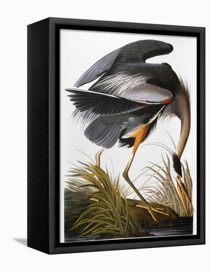 Audubon: Heron-John James Audubon-Framed Premier Image Canvas