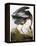 Audubon: Heron-John James Audubon-Framed Premier Image Canvas