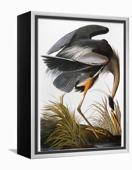 Audubon: Heron-John James Audubon-Framed Premier Image Canvas