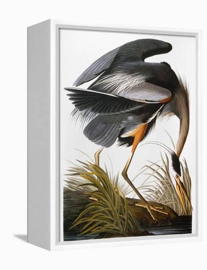 Audubon: Heron-John James Audubon-Framed Premier Image Canvas