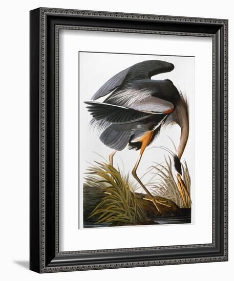 Audubon: Heron-John James Audubon-Framed Premium Giclee Print