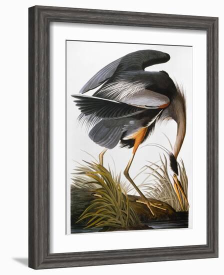Audubon: Heron-John James Audubon-Framed Giclee Print