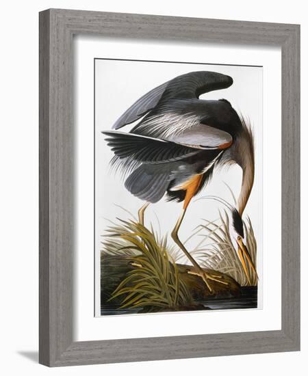 Audubon: Heron-John James Audubon-Framed Giclee Print