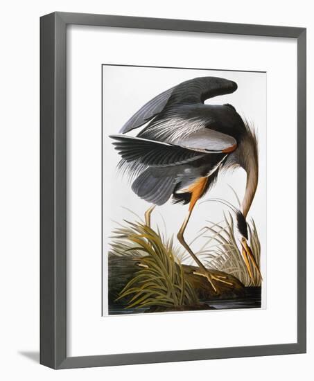 Audubon: Heron-John James Audubon-Framed Giclee Print