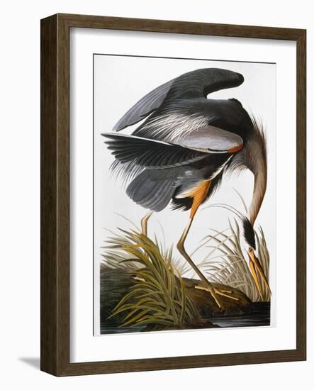 Audubon: Heron-John James Audubon-Framed Giclee Print