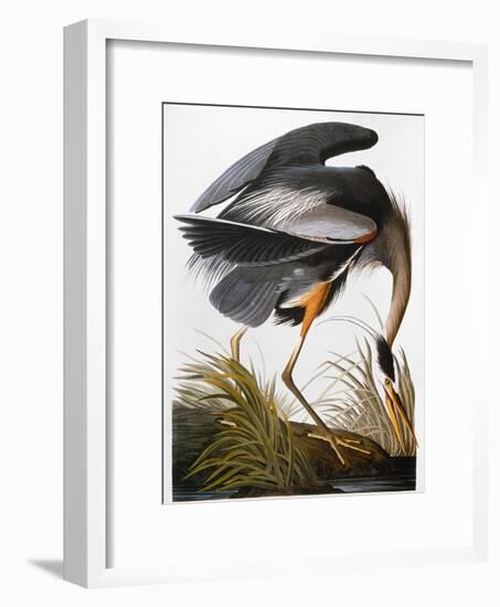 Audubon: Heron-John James Audubon-Framed Giclee Print