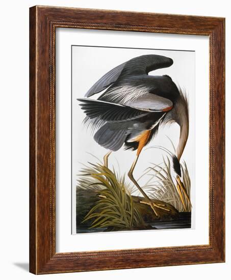 Audubon: Heron-John James Audubon-Framed Giclee Print