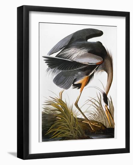 Audubon: Heron-John James Audubon-Framed Giclee Print