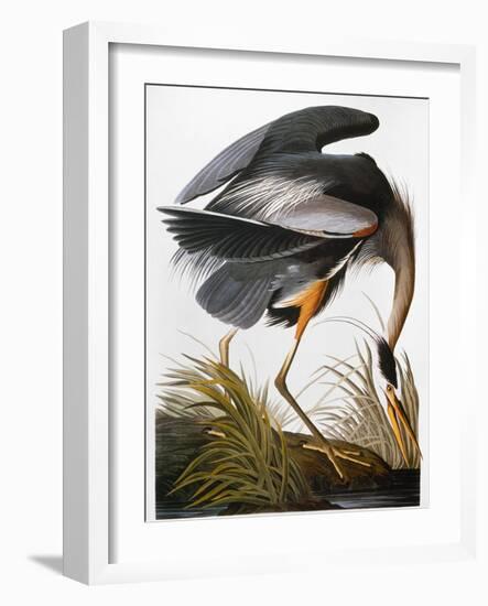 Audubon: Heron-John James Audubon-Framed Giclee Print