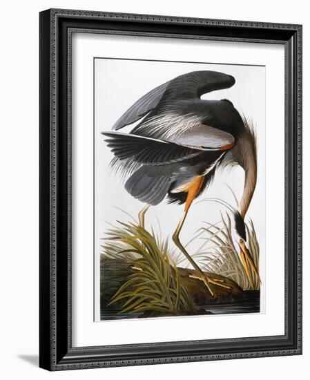 Audubon: Heron-John James Audubon-Framed Giclee Print