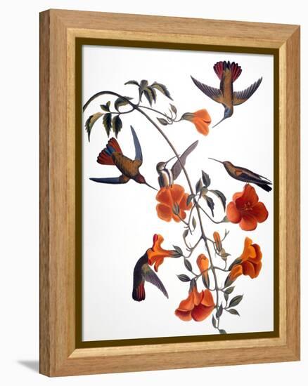 Audubon: Hummingbird-John James Audubon-Framed Premier Image Canvas