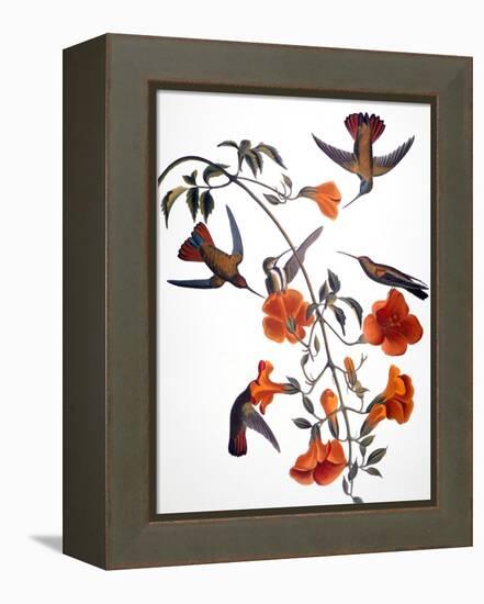 Audubon: Hummingbird-John James Audubon-Framed Premier Image Canvas