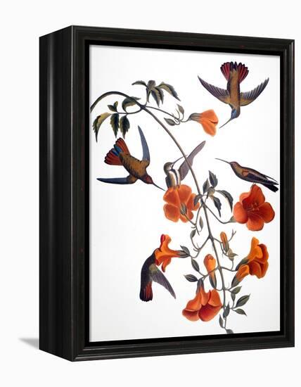 Audubon: Hummingbird-John James Audubon-Framed Premier Image Canvas