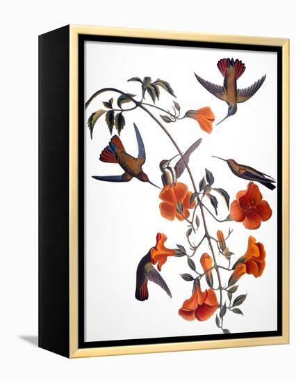 Audubon: Hummingbird-John James Audubon-Framed Premier Image Canvas