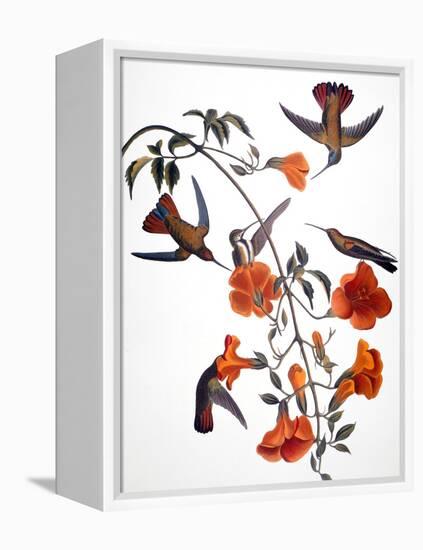 Audubon: Hummingbird-John James Audubon-Framed Premier Image Canvas