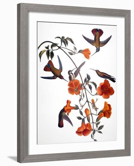 Audubon: Hummingbird-John James Audubon-Framed Premium Giclee Print