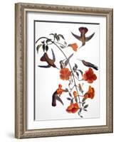 Audubon: Hummingbird-John James Audubon-Framed Giclee Print