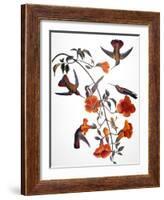 Audubon: Hummingbird-John James Audubon-Framed Giclee Print
