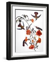 Audubon: Hummingbird-John James Audubon-Framed Giclee Print