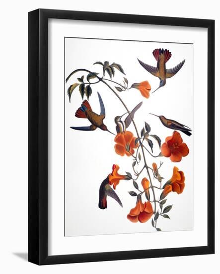 Audubon: Hummingbird-John James Audubon-Framed Giclee Print