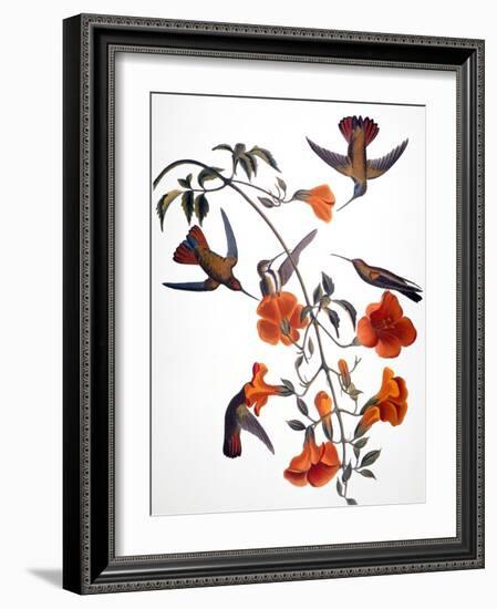 Audubon: Hummingbird-John James Audubon-Framed Giclee Print