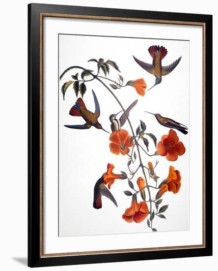 Audubon: Hummingbird-John James Audubon-Framed Giclee Print