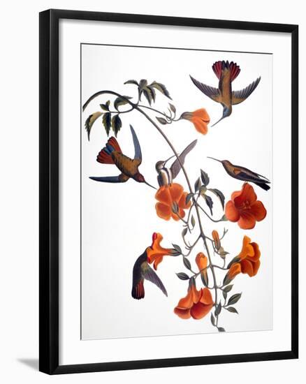 Audubon: Hummingbird-John James Audubon-Framed Giclee Print