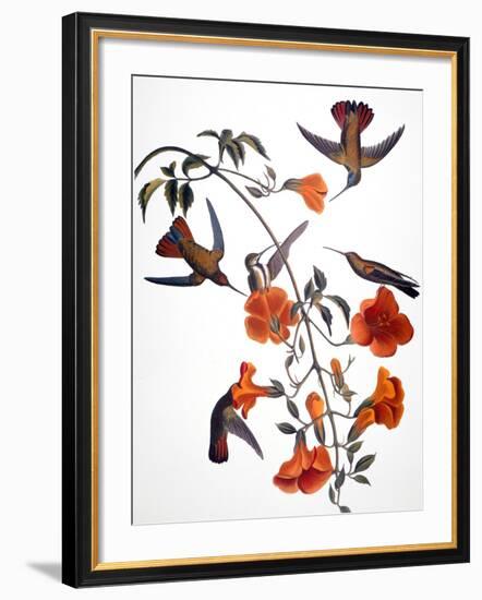 Audubon: Hummingbird-John James Audubon-Framed Giclee Print