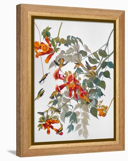 Audubon: Hummingbird-John James Audubon-Framed Premier Image Canvas