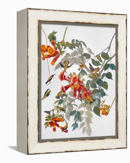 Audubon: Hummingbird-John James Audubon-Framed Premier Image Canvas