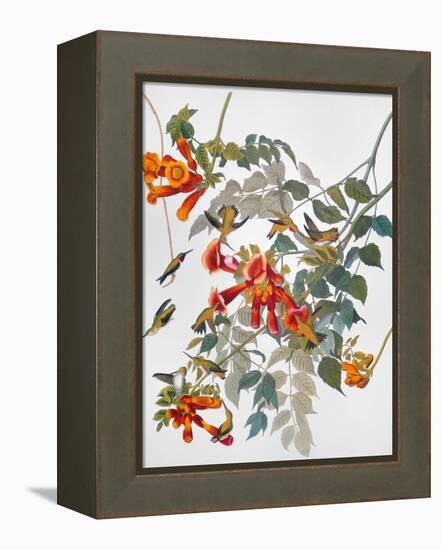 Audubon: Hummingbird-John James Audubon-Framed Premier Image Canvas